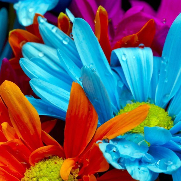 Елена Авидзба