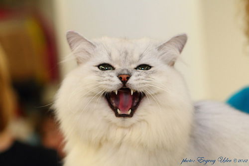 Марина Тарасова