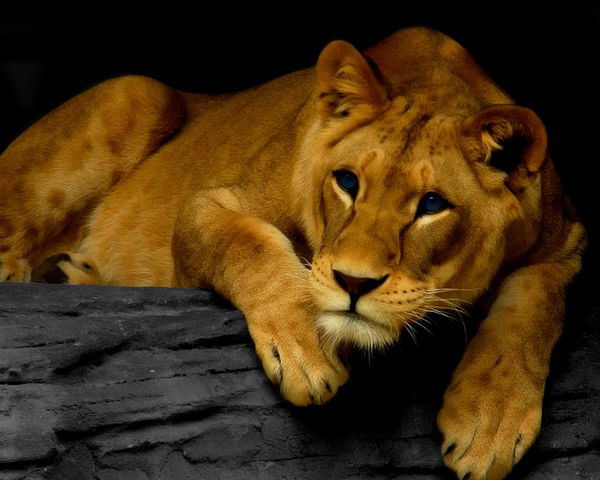 Светлана Дзебисова