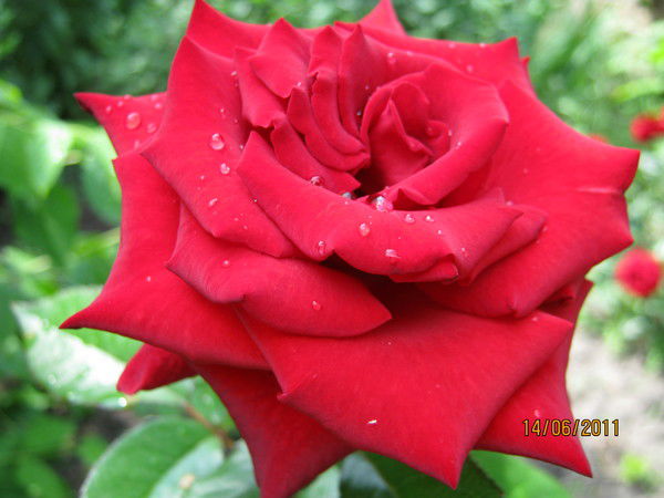 Зоя Матухно