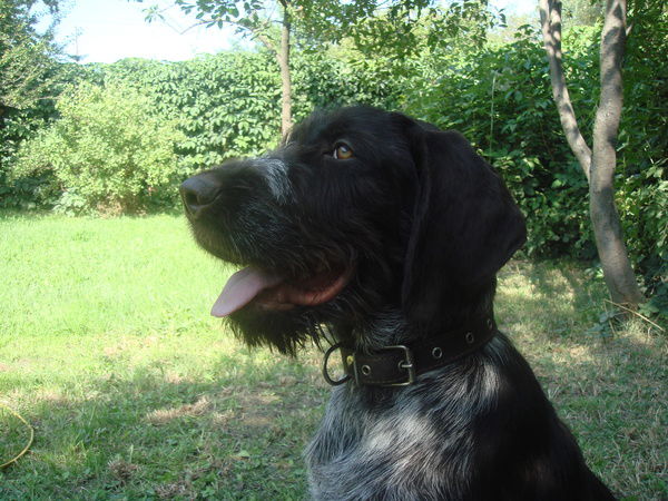 Николай Харченко