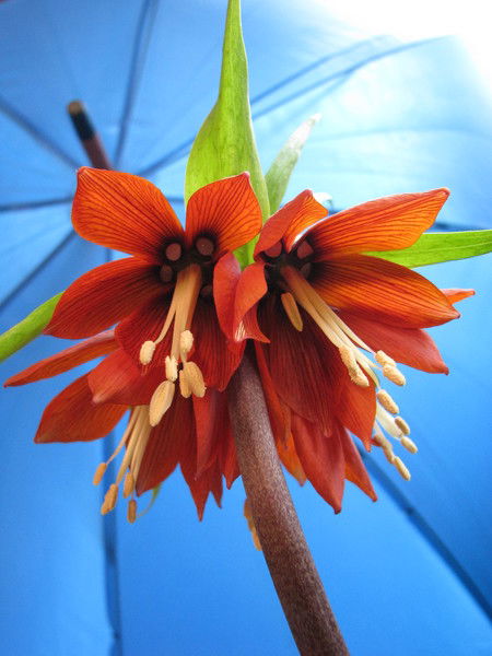 Сашуля Плясовских