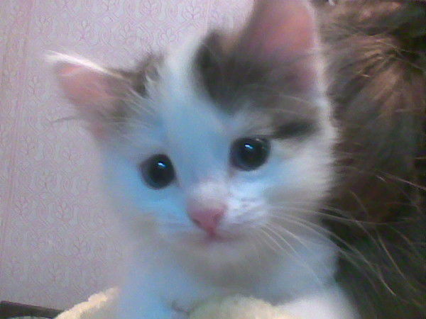 Ирина Лядова