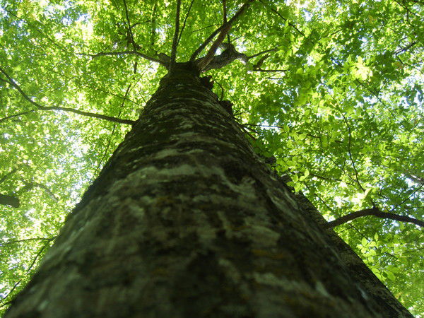 Юлия Могилевская