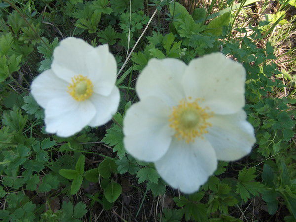 Магинур Аминова