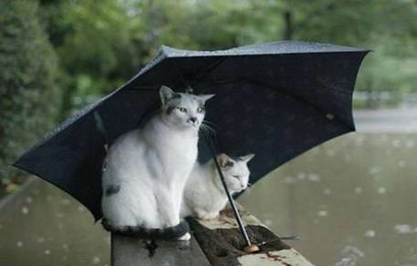 Анна Дёмочкина