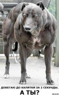 Евгений Гелин