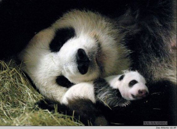 Елена Осипова