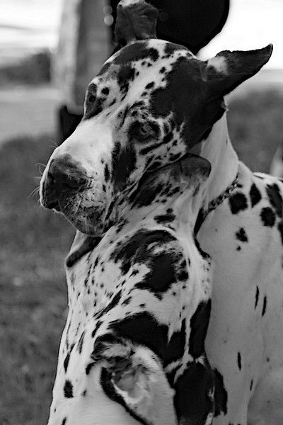 Роман Сликшан