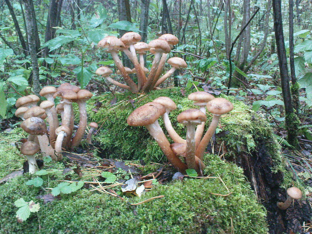 Вера Меркулова