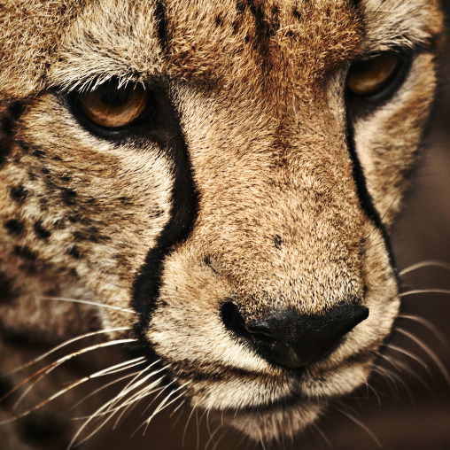 Марандо Марлен