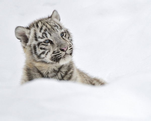 Ольга Ольга