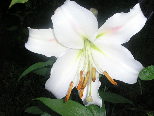 Ирина Пацевко