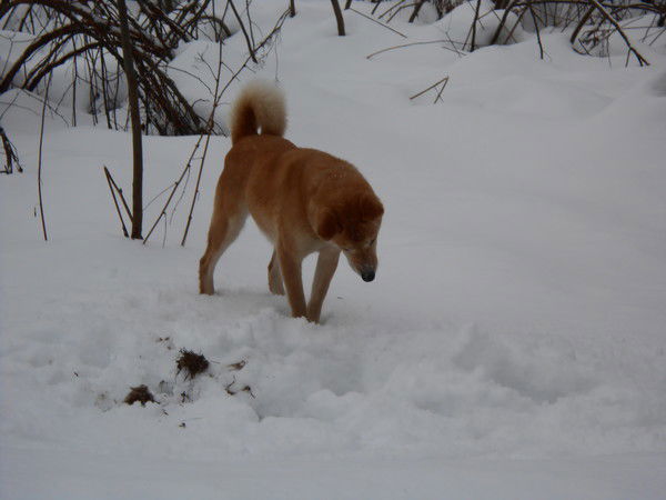 Людмила Павлова(Балушкина)