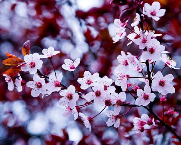 Айсулу Алибаева