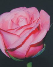 Элиза Камаева