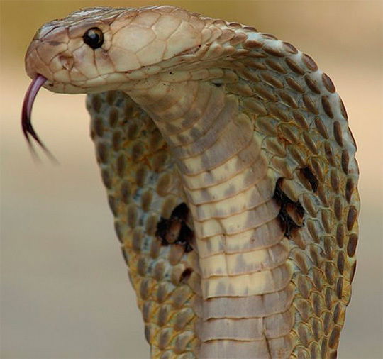 Владимир Котельников