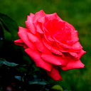 Мира Жакипова