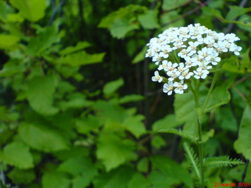 Надежда Ивановна