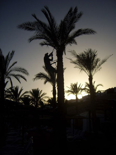 Андрей Кошокин