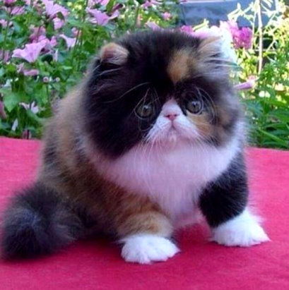 Наталья Николаева