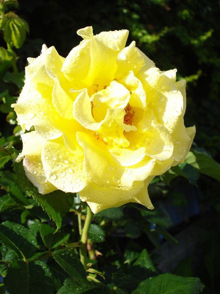 Елена Максименко