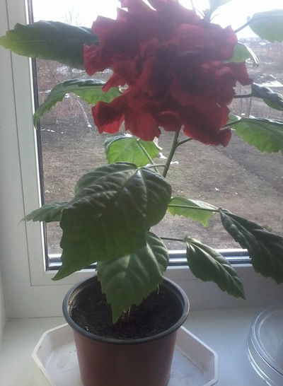 Наталья Щербина