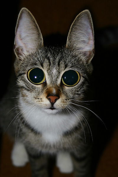 **геннадий Ахромов**