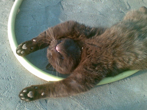 Артем Телегин