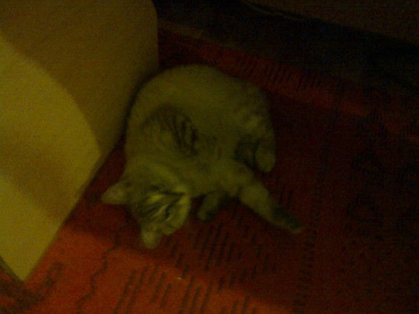 Диана Матковская