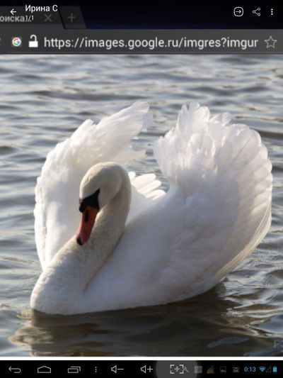 Белая Лебедь