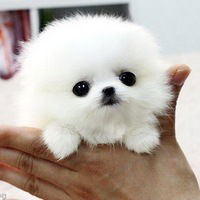 Анютка Халявина