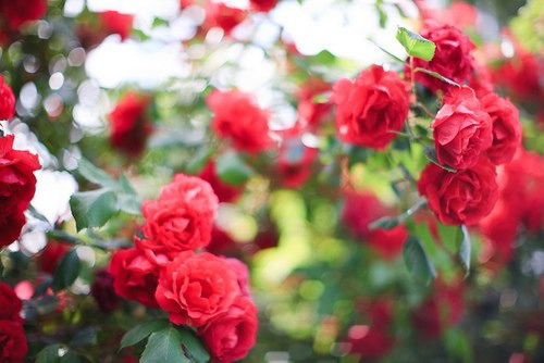 Дина Иманова