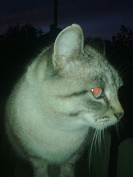 Наталья Карасева