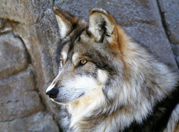 Дмитрий )))))