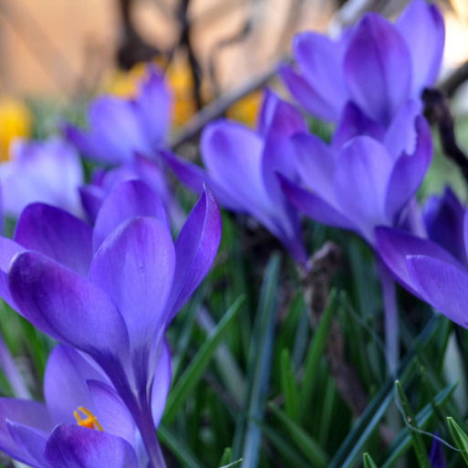 Наталия Семенец