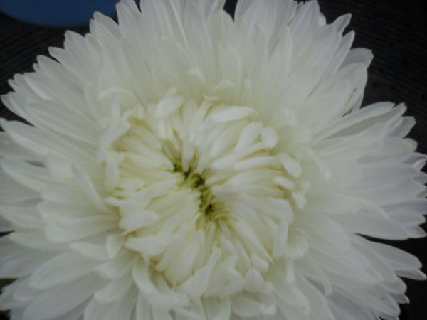 Любовь Зверькова