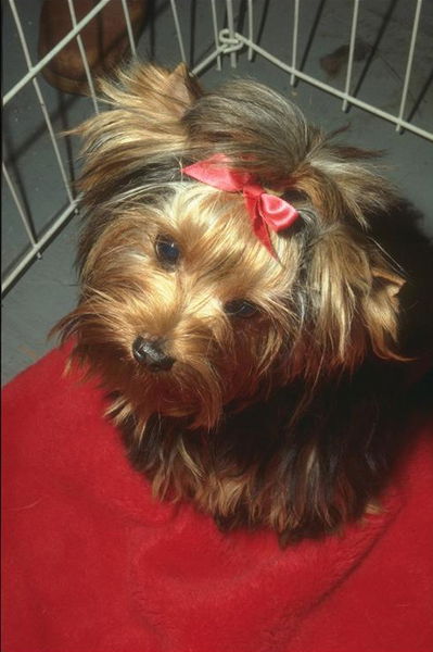 Елена Буравлева