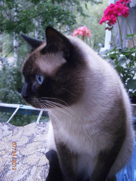 Галина Чагина