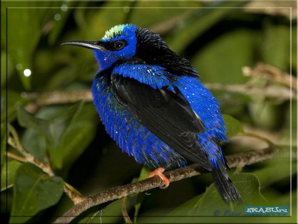 Сергей Иванов