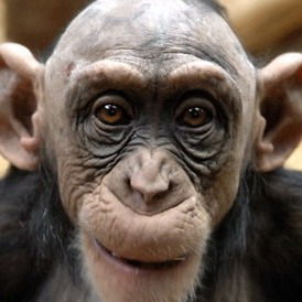 Евгений Шамрайчук