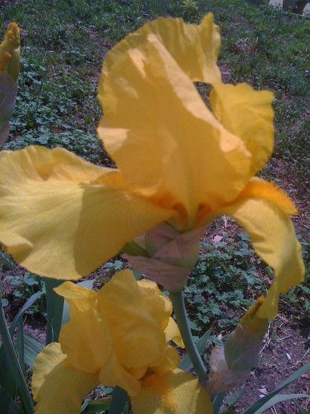 Доброходов Владимир