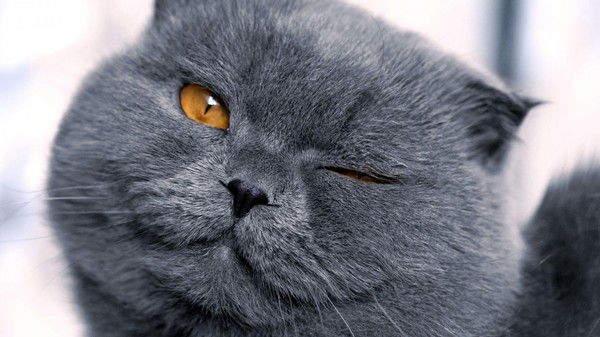 Снежана Вахрушева