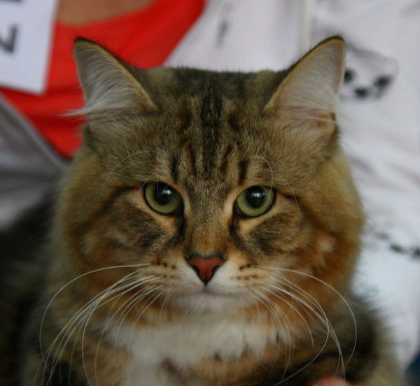 Камилла Дайрабаева