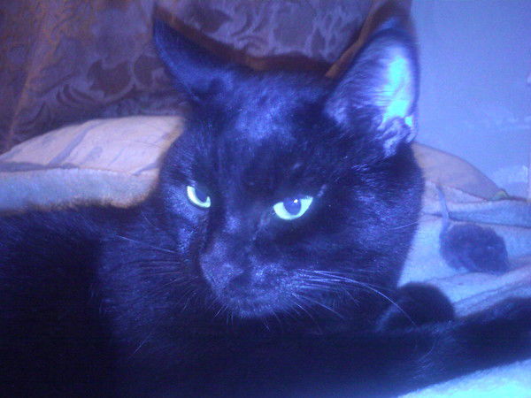 Евгения Светлова