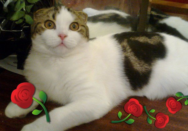 Клеопатра- Cat