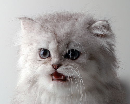 Игорь Роскошный