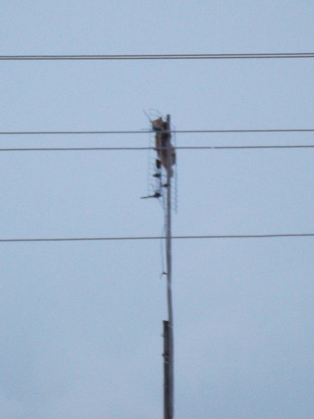 Кот На Антене