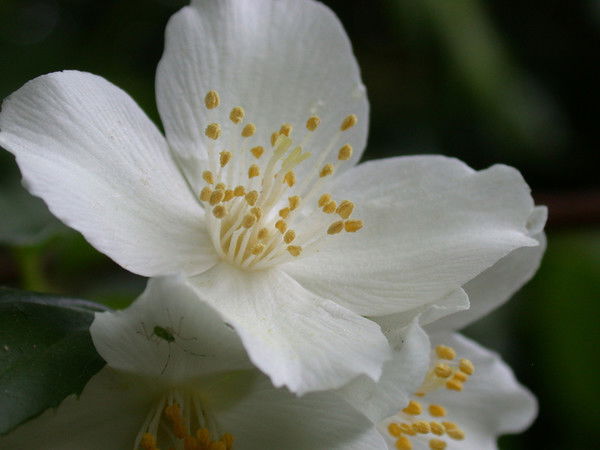 Жасмен Авагимян