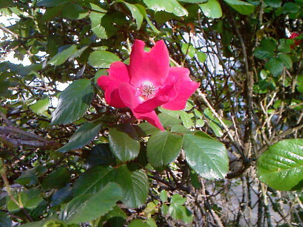 Таня Гаврилюк